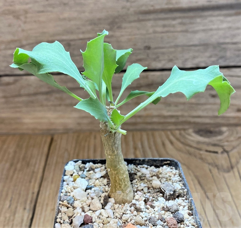 SH18419 Othonna triplinervia x cremnophila