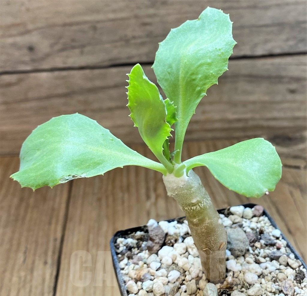 SH18420 Othonna cremnophila - Image 2