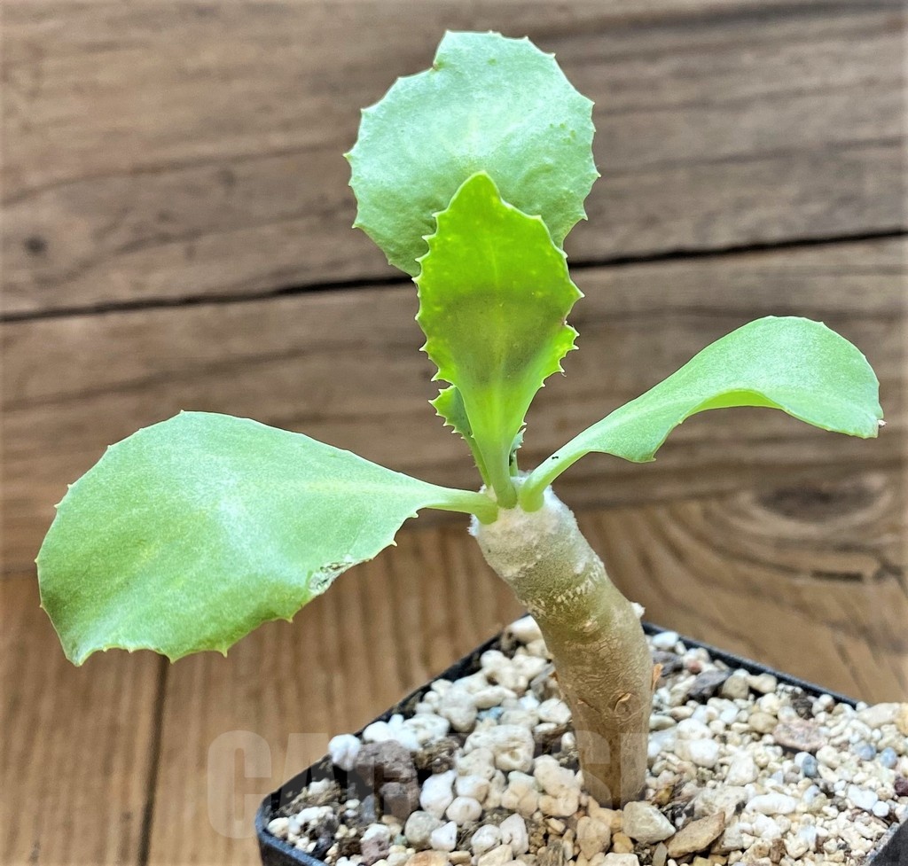 SH18420 Othonna cremnophila