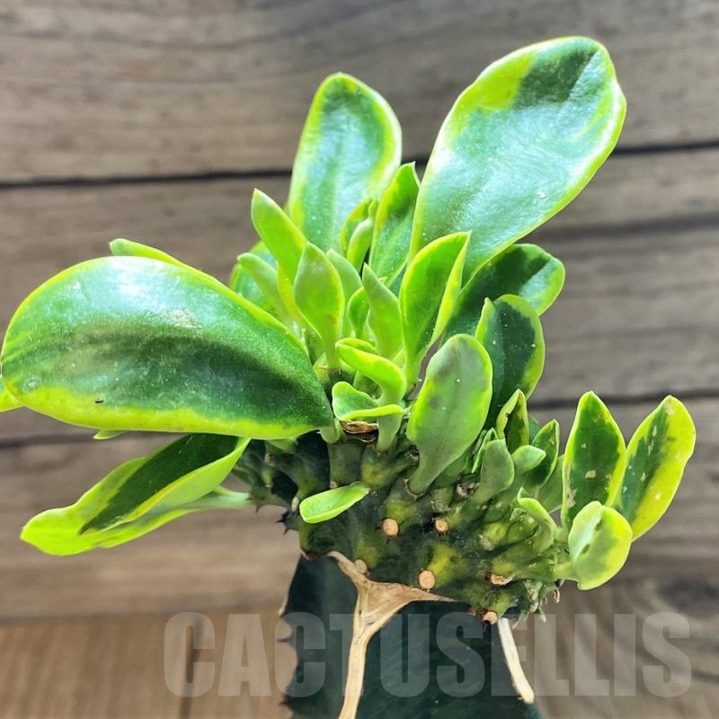 SH18423 Euphorbia neriifolia f. cristata variegata, grafted