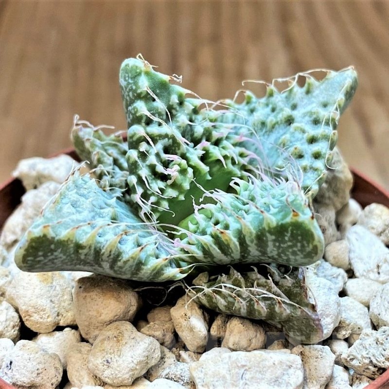 SH18424 Faucaria tuberculosa 'Super Warty'