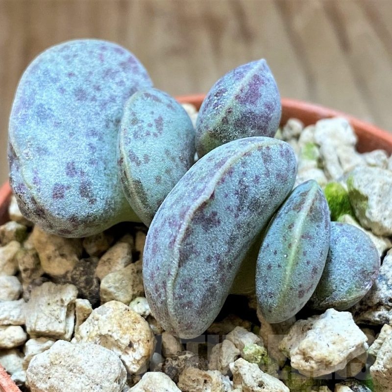 SH18426 Adromischus marianiae v. hallii -Lorelei-