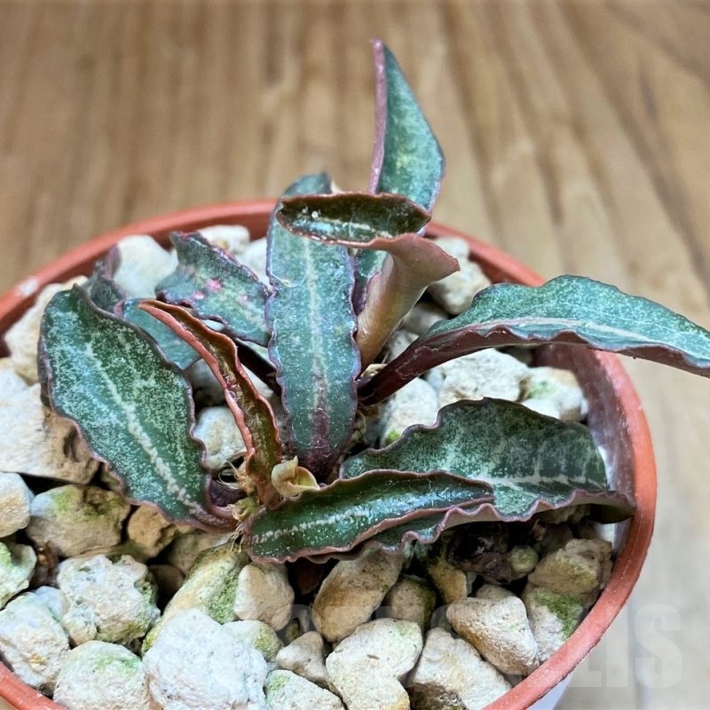 SH18369 Euphorbia francoisii