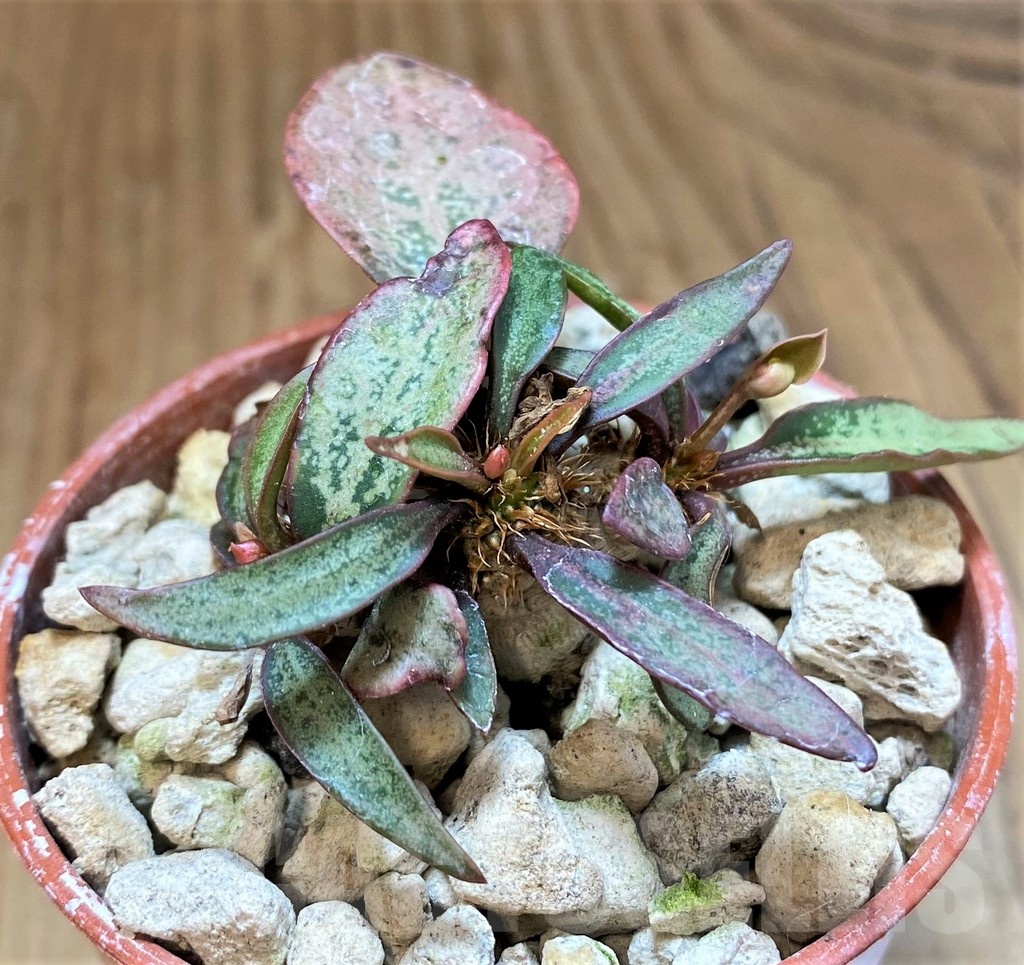 SH18370 Euphorbia francoisii - Image 2