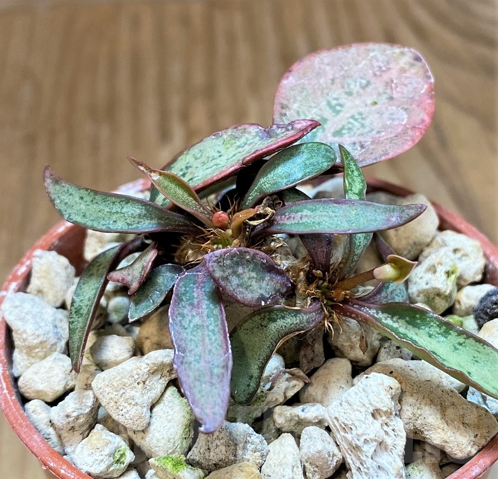 SH18370 Euphorbia francoisii