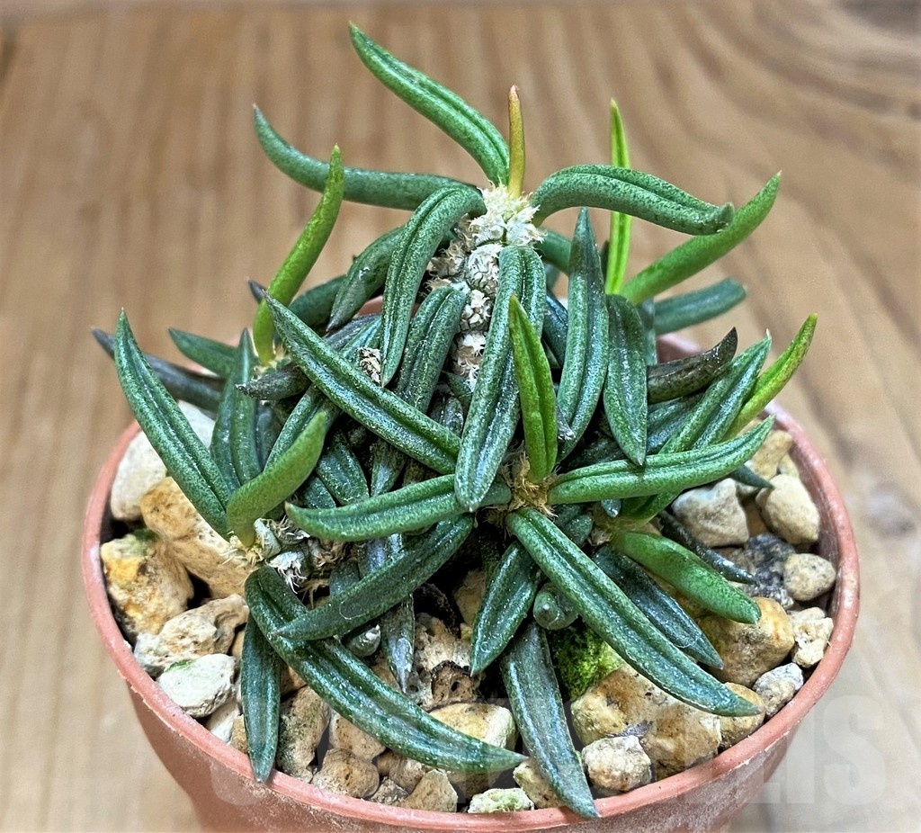 SH18371 Euphorbia cylindrifolia ssp. tuberifera