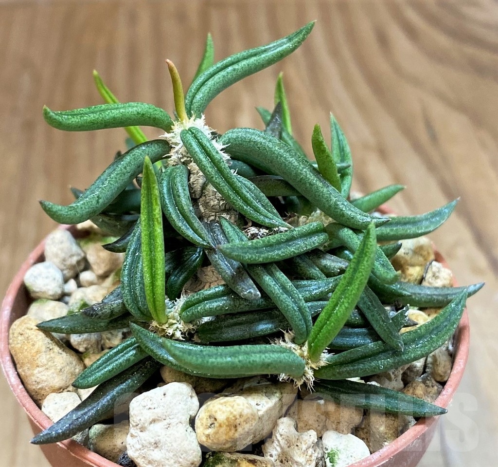 SH18371 Euphorbia cylindrifolia ssp. tuberifera – Bild 2
