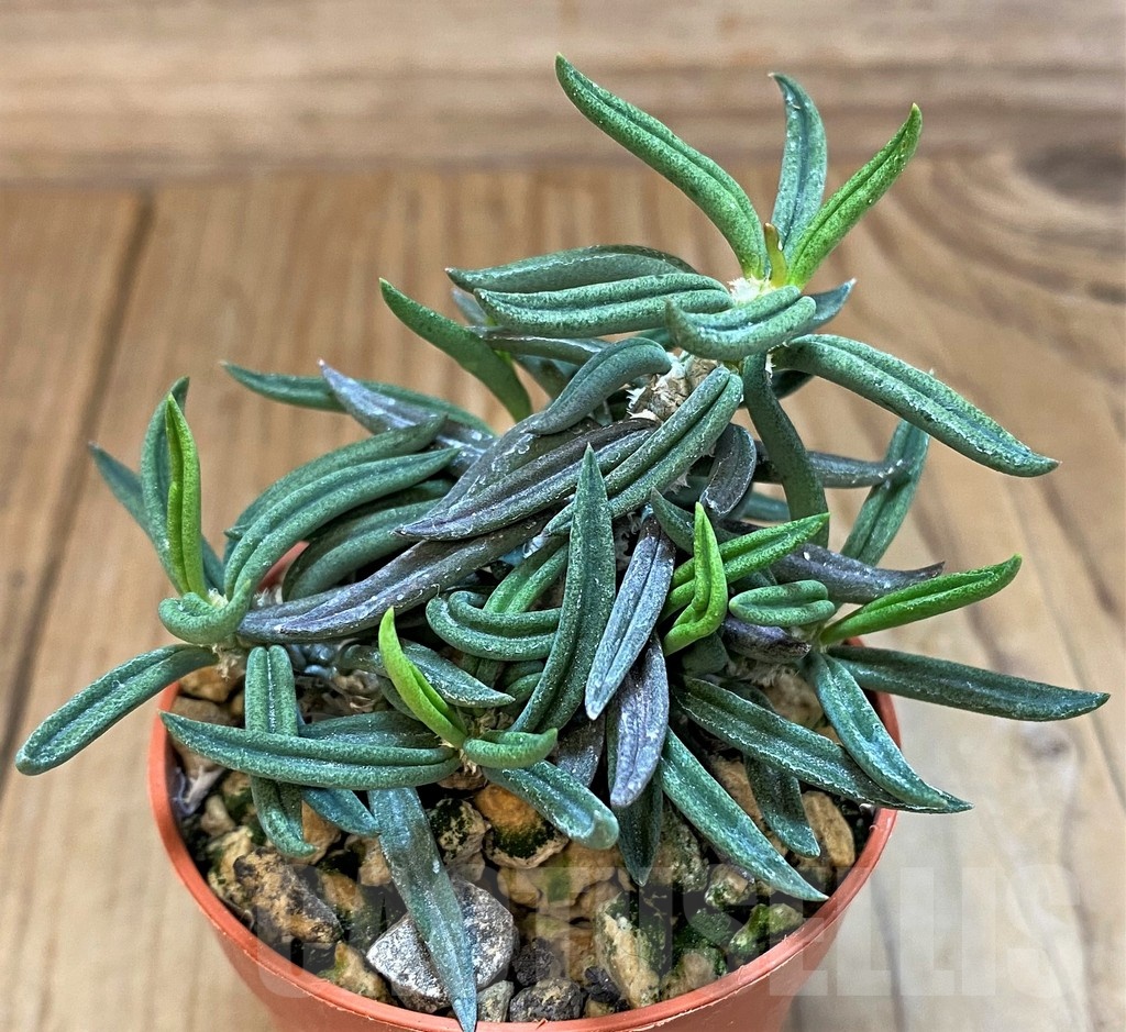 SH18372 Euphorbia cylindrifolia ssp. tuberifera