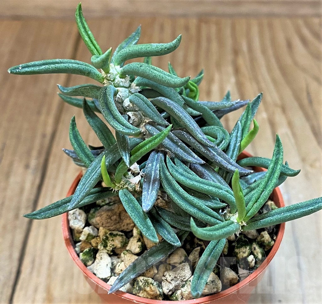 SH18372 Euphorbia cylindrifolia ssp. tuberifera - Image 2