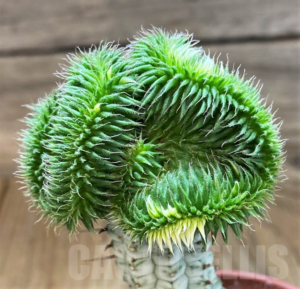 SH18373 Euphorbia susannae f. cristata variegata, grafted - immagine 2