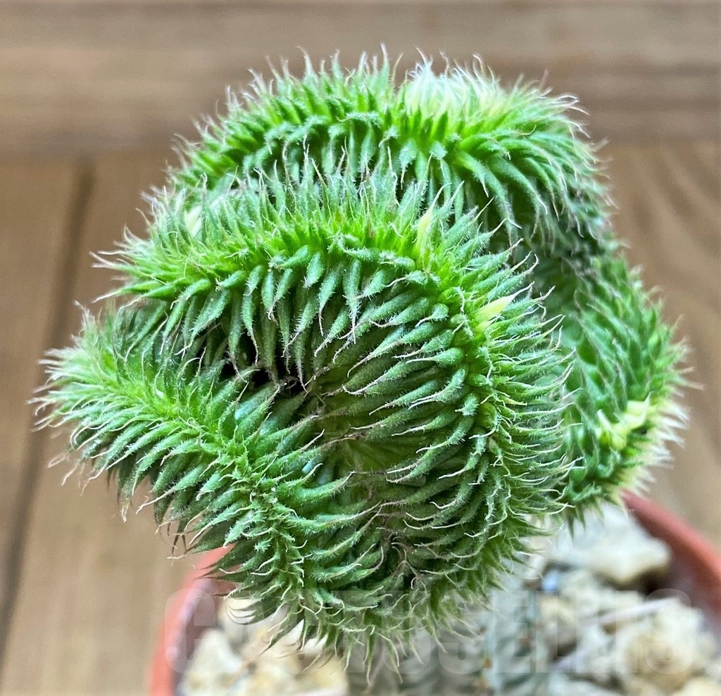 SH18373 Euphorbia susannae f. cristata variegata, grafted