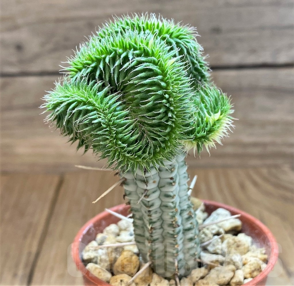 SH18373 Euphorbia susannae f. cristata variegata, grafted - immagine 3