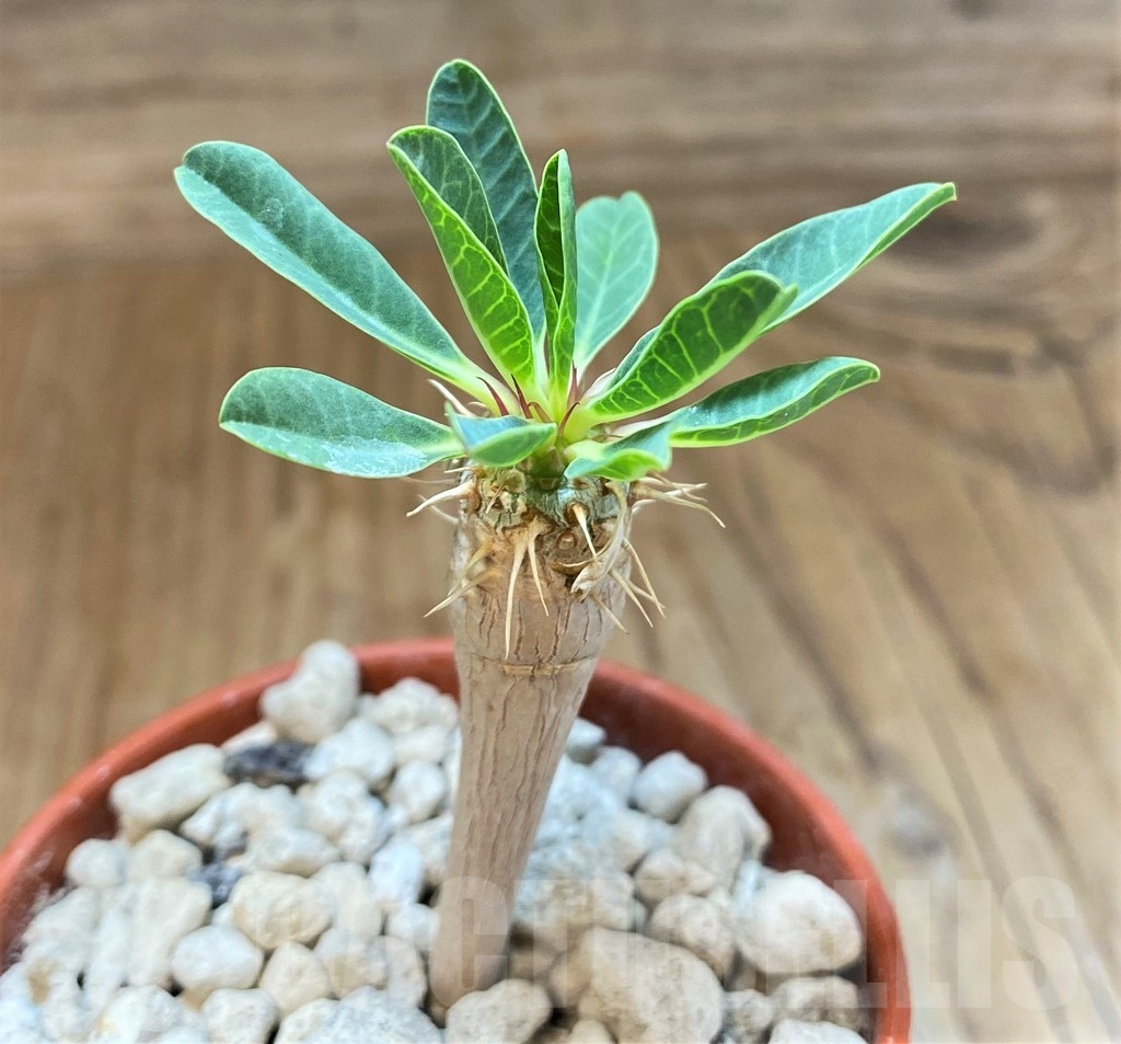 SH18374 Euphorbia guillauminiana - Image 2