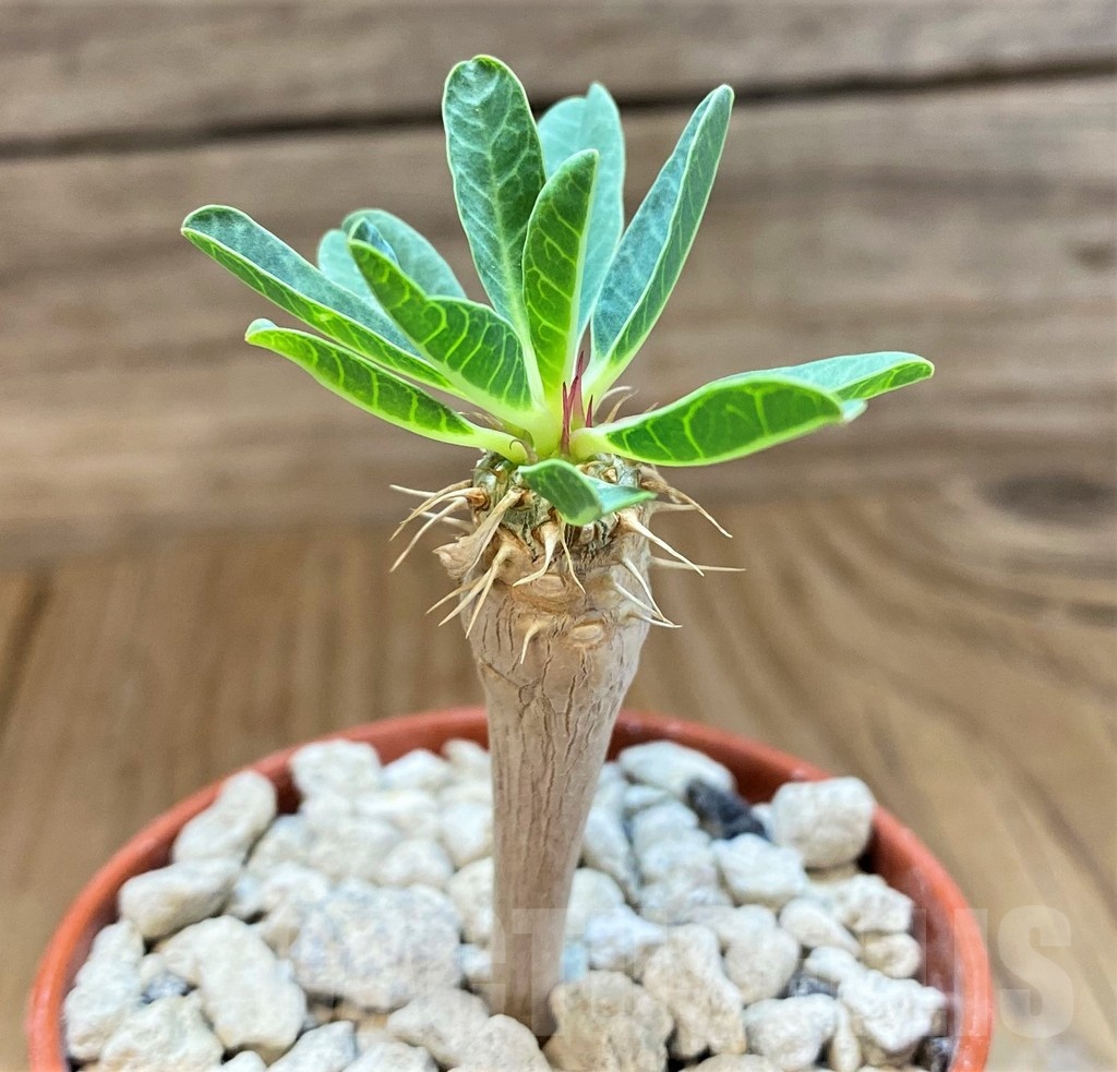 SH18374 Euphorbia guillauminiana