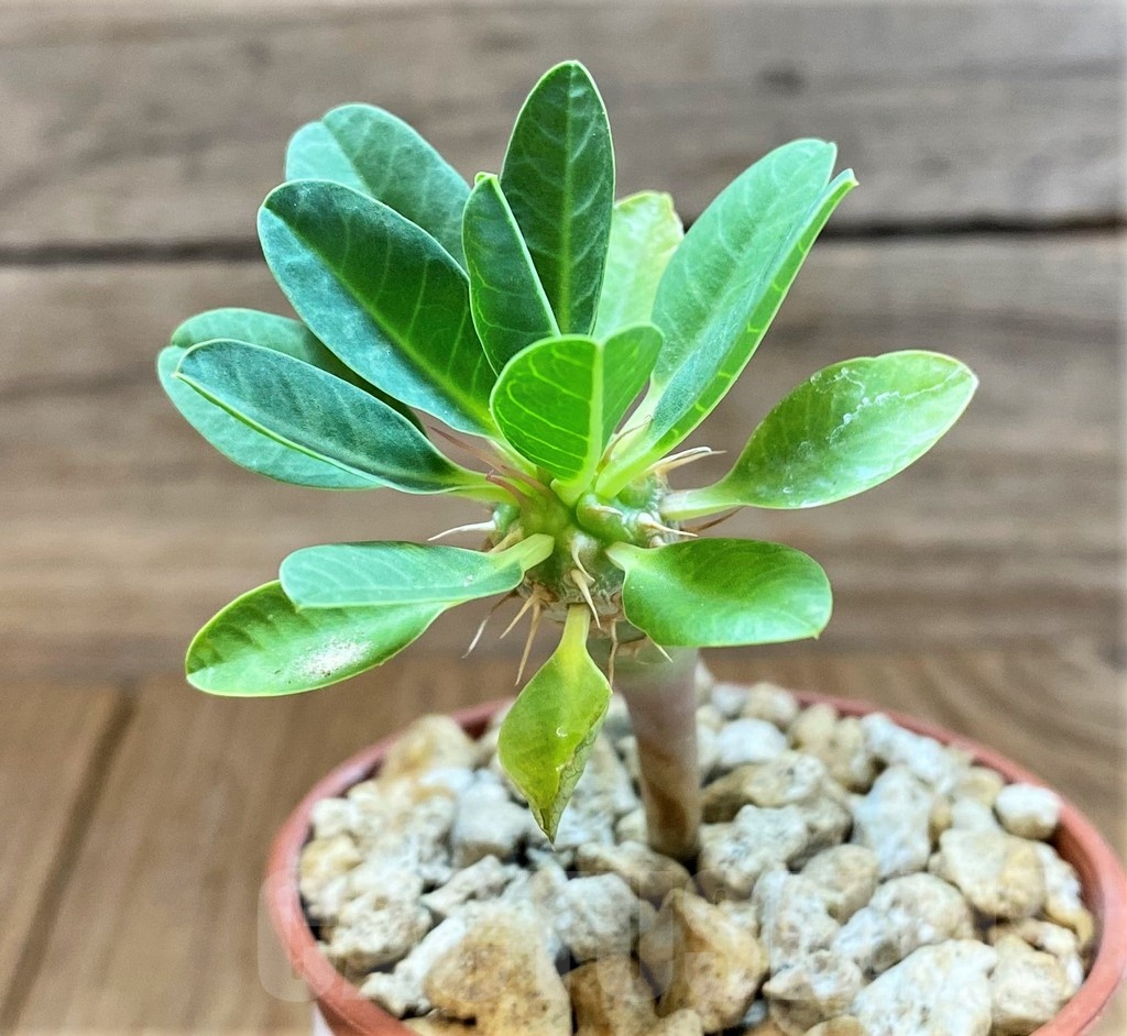 SH18375 Euphorbia guillauminiana - Image 2