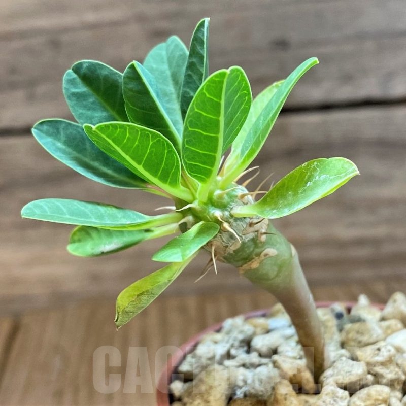 SH18375 Euphorbia guillauminiana