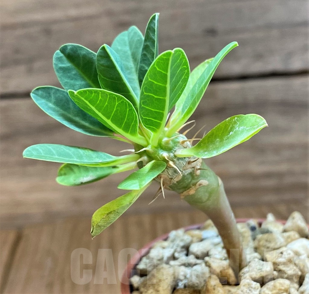 SH18375 Euphorbia guillauminiana