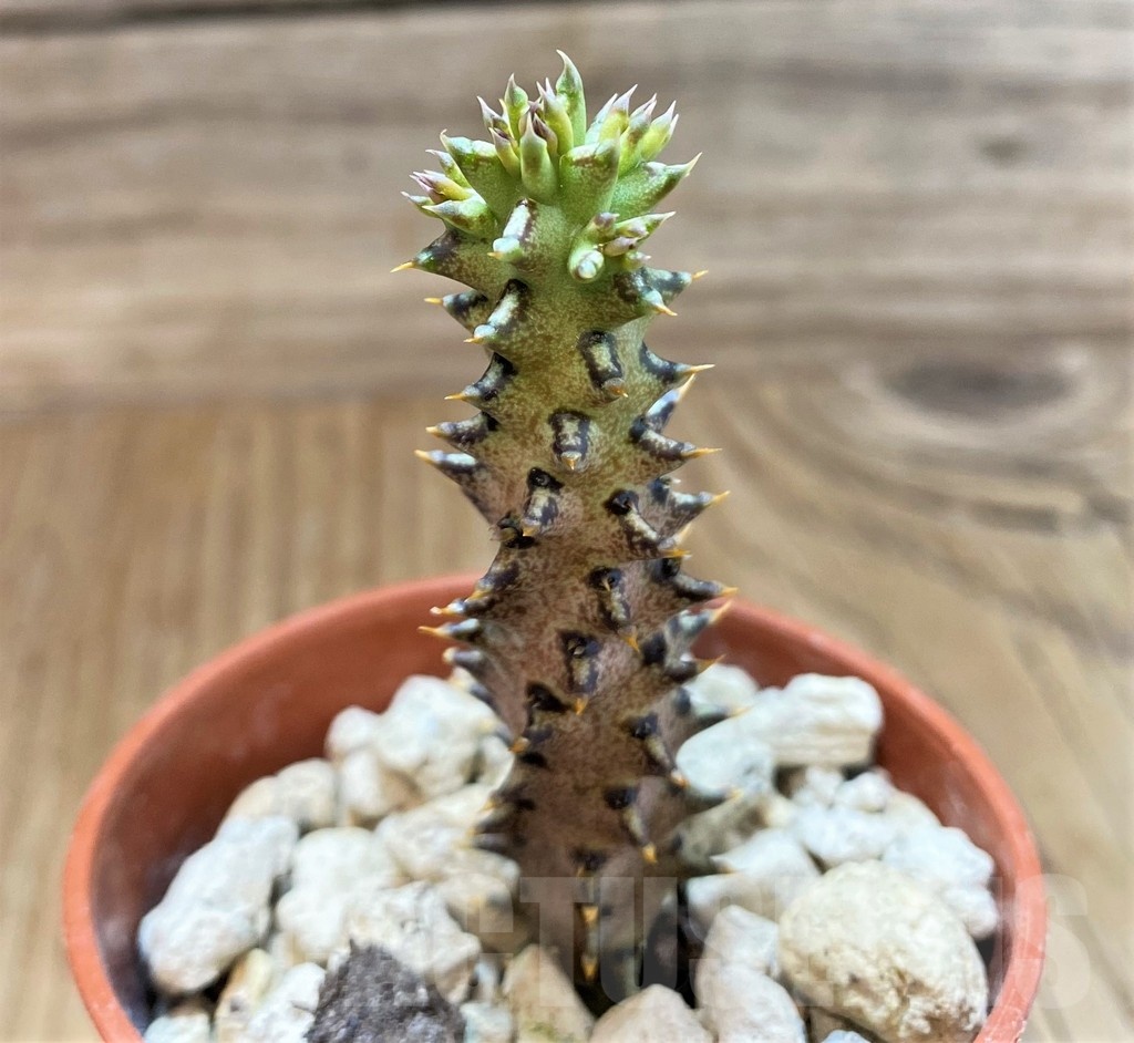 SH18361 Edithcolea grandis, seedling