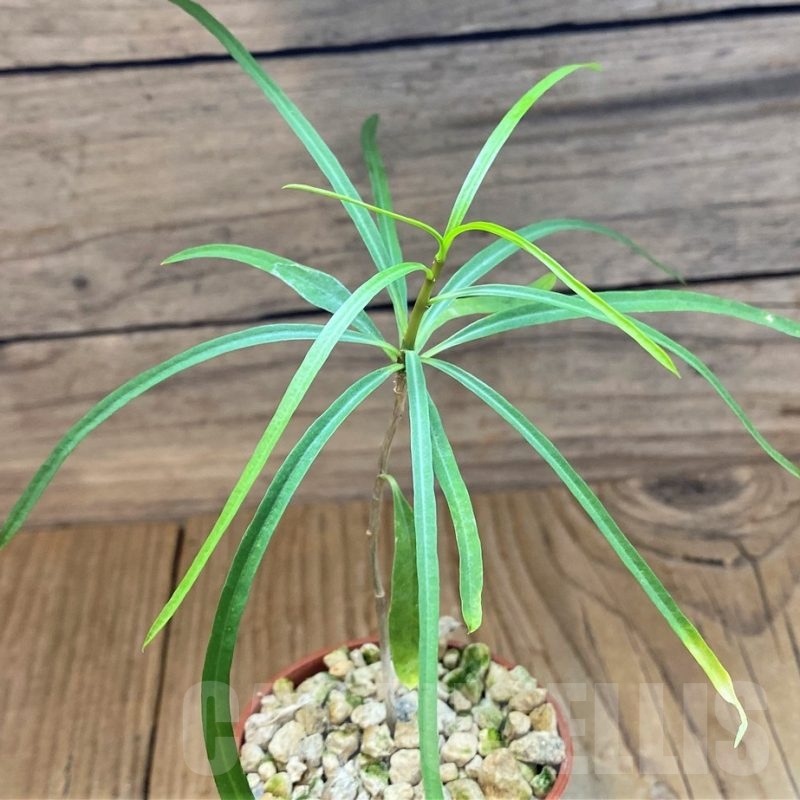 SH18378 Euphorbia hedyotoides