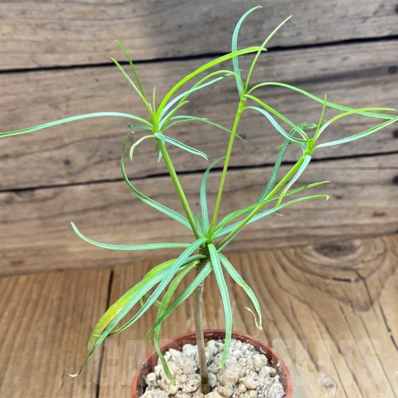 SH18379 Euphorbia hedyotoides