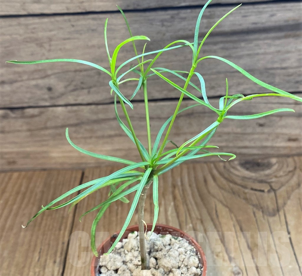 SH18379 Euphorbia hedyotoides - Image 2