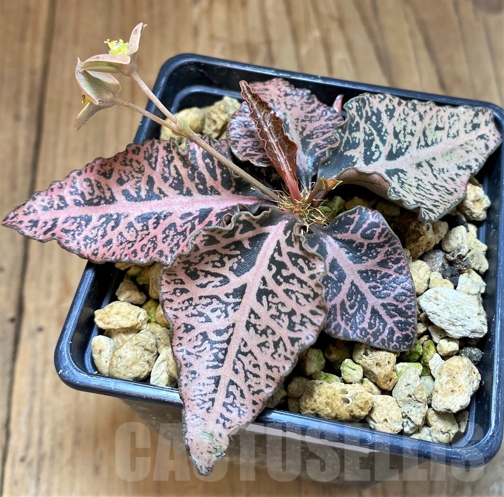 SH18380 Euphorbia francoisii -Thai hybrid- - Image 2