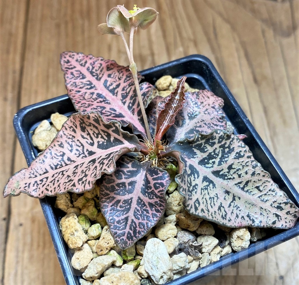 SH18380 Euphorbia francoisii -Thai hybrid-