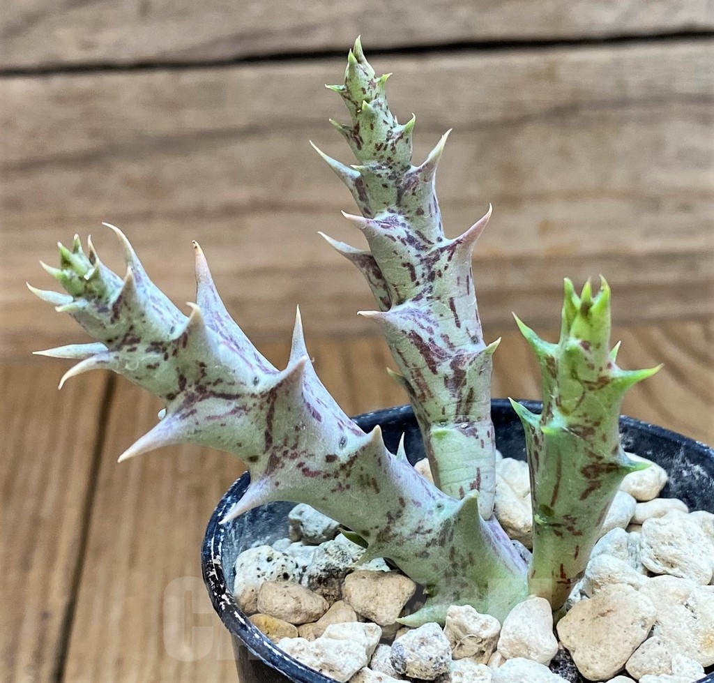 SH18362 Orbea semitubiflora -Arusha, Tanzania-