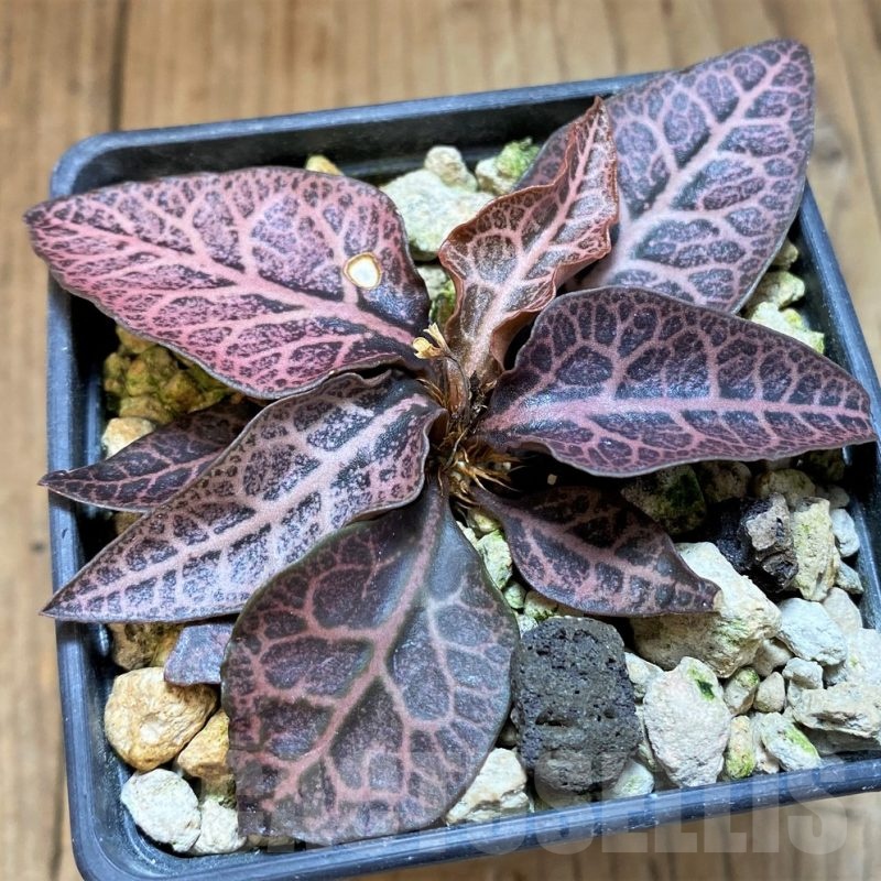 SH18383 Euphorbia francoisii -Thai hybrid-