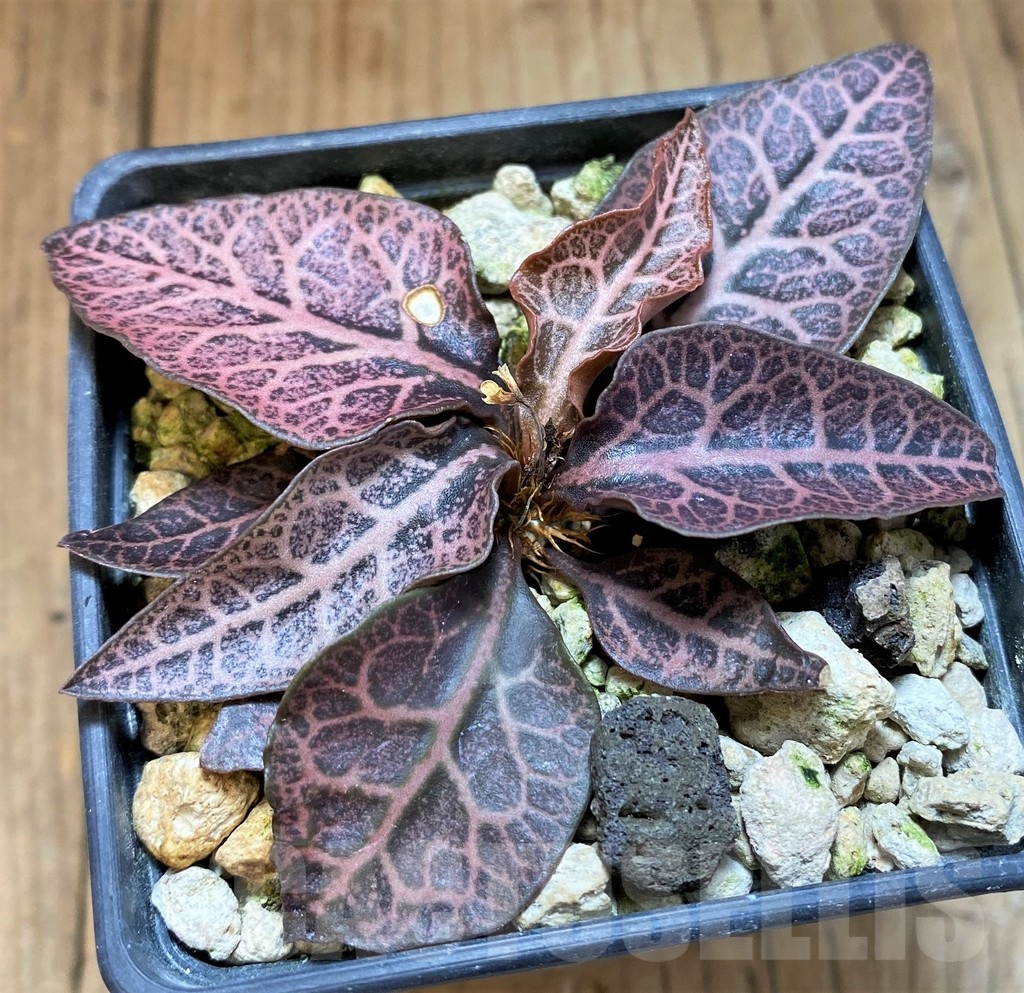 SH18383 Euphorbia francoisii -Thai hybrid-