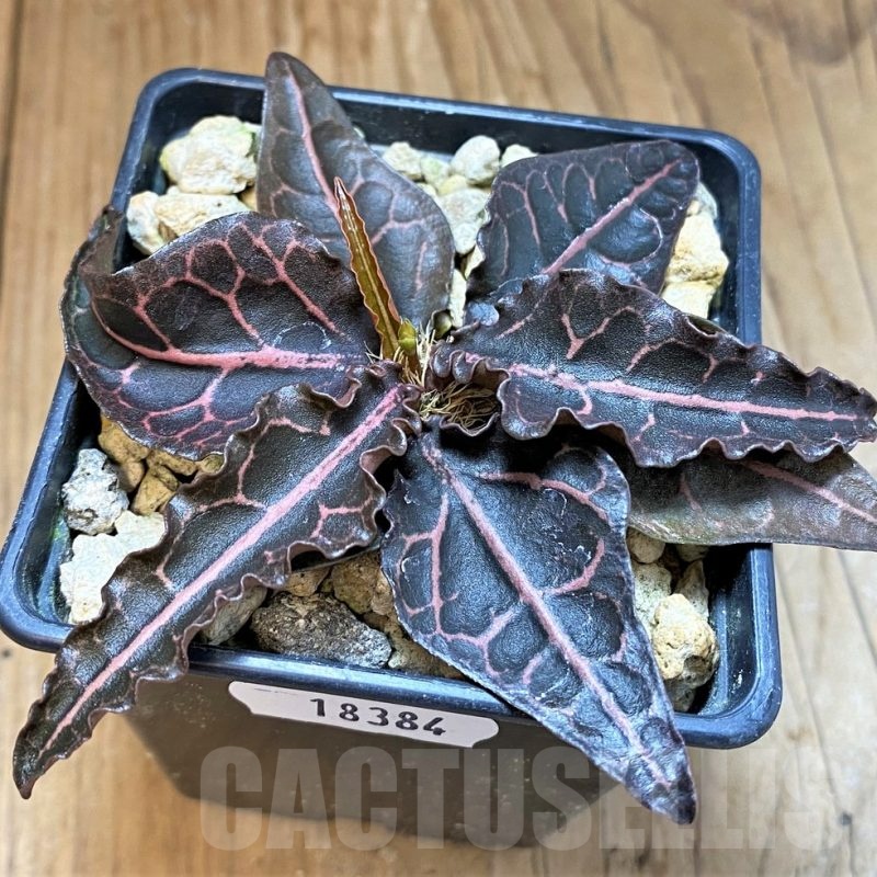 SH18384 Euphorbia francoisii -Thai hybrid-