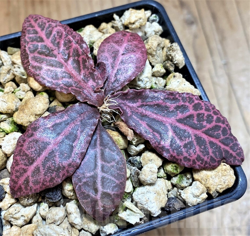 SH18386 Euphorbia francoisii -Thai hybrid- - immagine 2