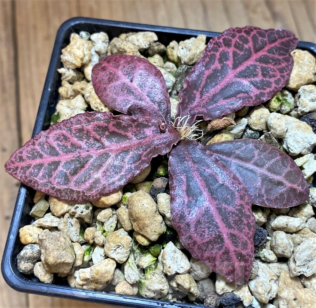 SH18386 Euphorbia francoisii -Thai hybrid-