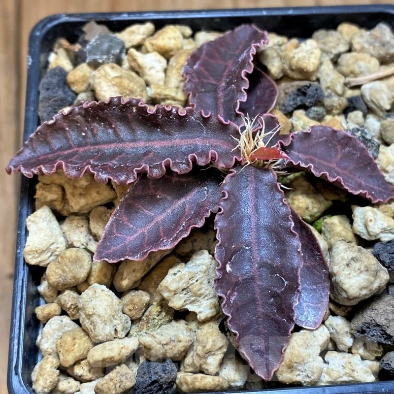 SH18388 Euphorbia francoisii var. crassicaulis