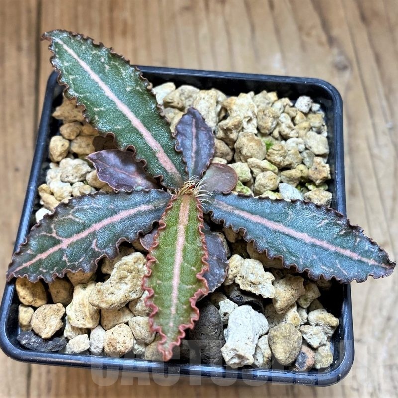 SH18390 Euphorbia francoisii ssp. crassicaulis