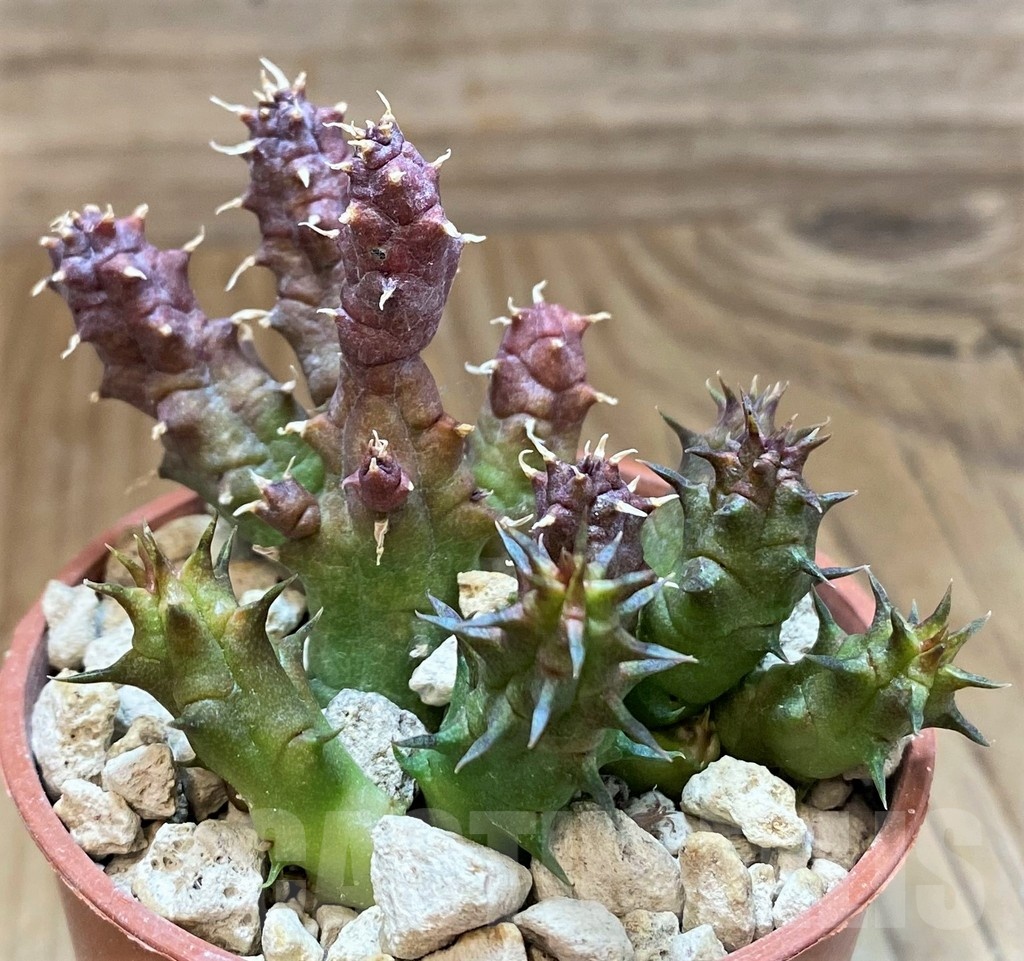 SH18363 Huernia whitesloaneana - Image 2