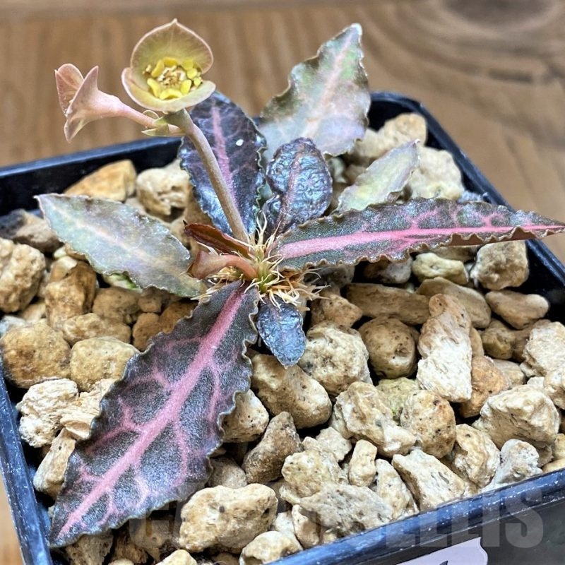 SH18391 Euphorbia francoisii var. crassicaulis