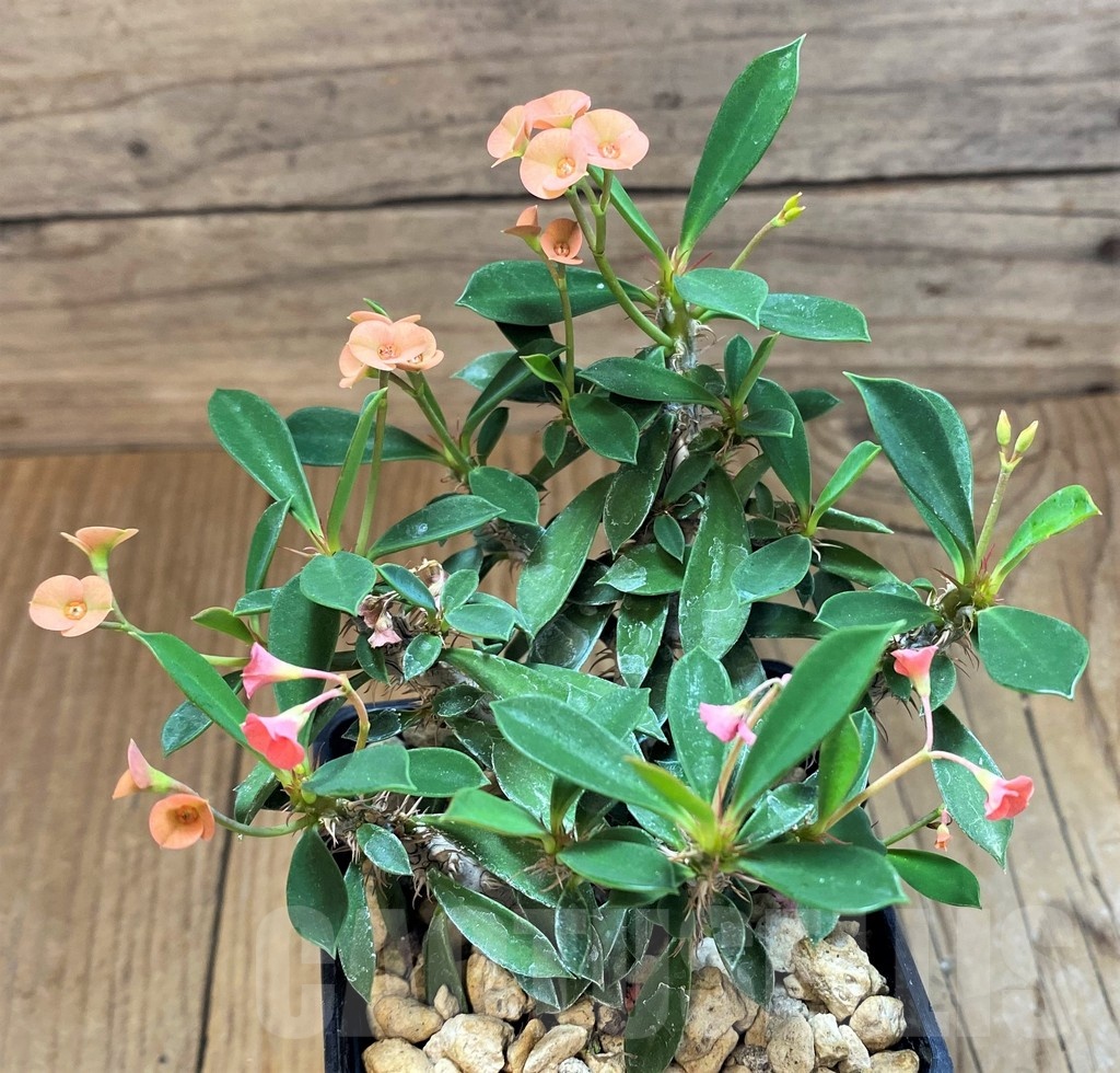 SH18392 Euphorbia pedilanthus x milli - Image 2