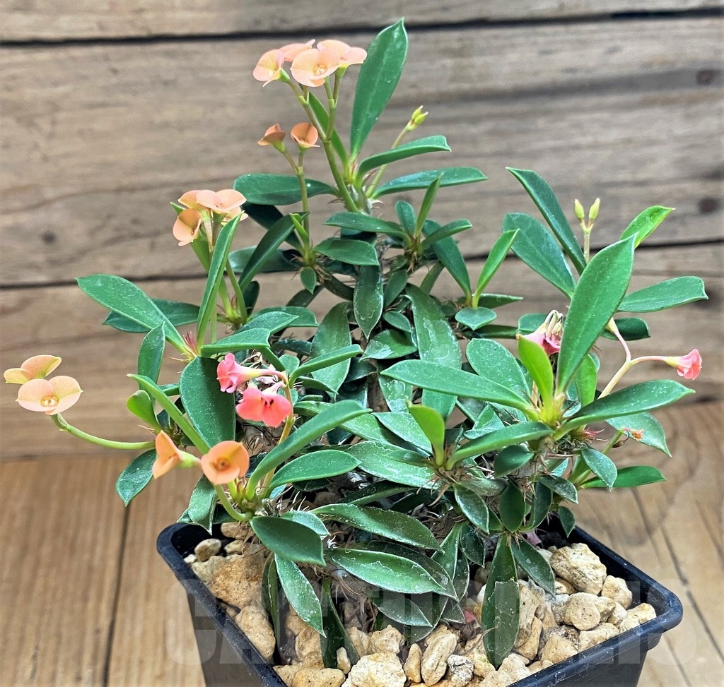 SH18392 Euphorbia pedilanthus x milli