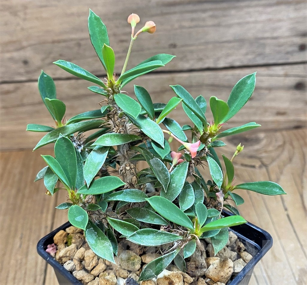 SH18393 Euphorbia pedilanthus x milli - immagine 2