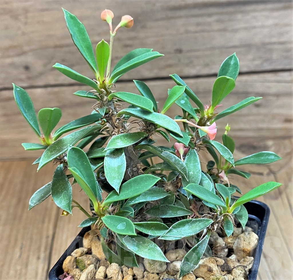 SH18393 Euphorbia pedilanthus x milli