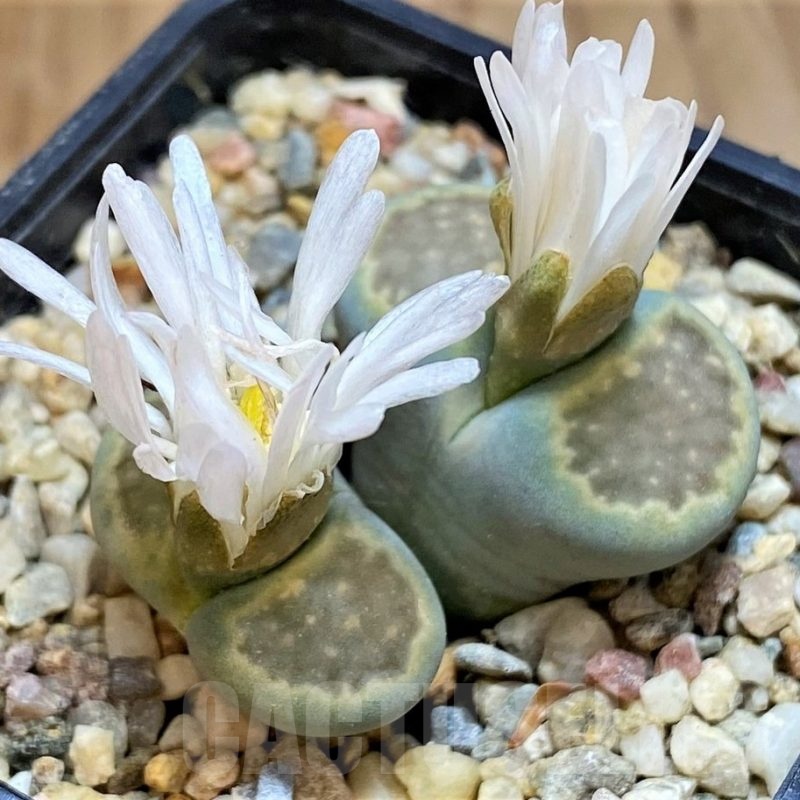 SH18610 Lithops hallii ‘Green’