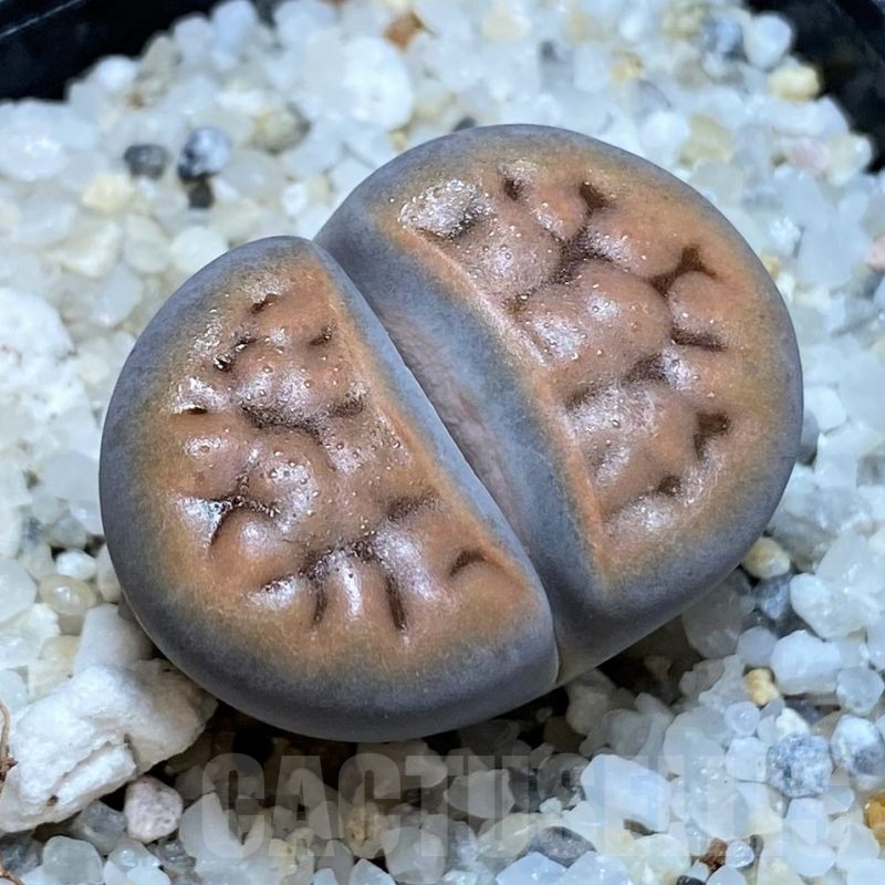 SH18616 Lithops karasmontana v. tischeri