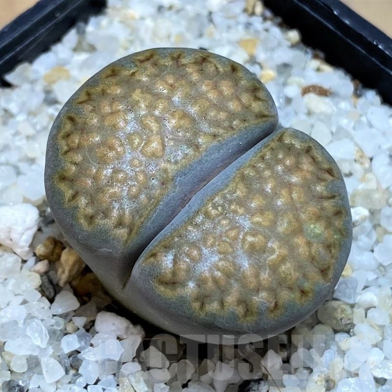 SH18618 Lithops hallii
