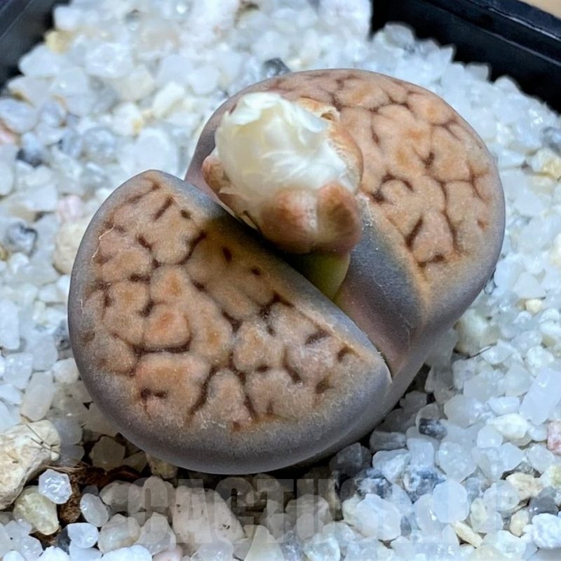 SH18620 Lithops karasmontana v. tischeri
