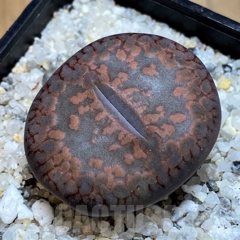 SH18621 Lithops aucampiae