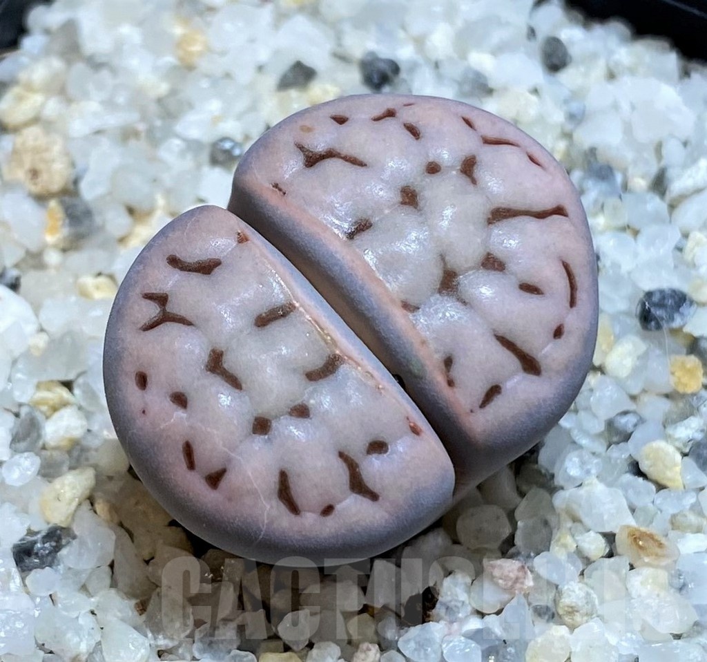 SH18622 Lithops karasmontana ssp. eberlanzii