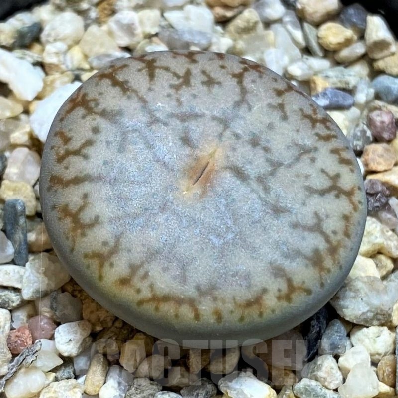 SH18623 Lithops pseudotruncatella