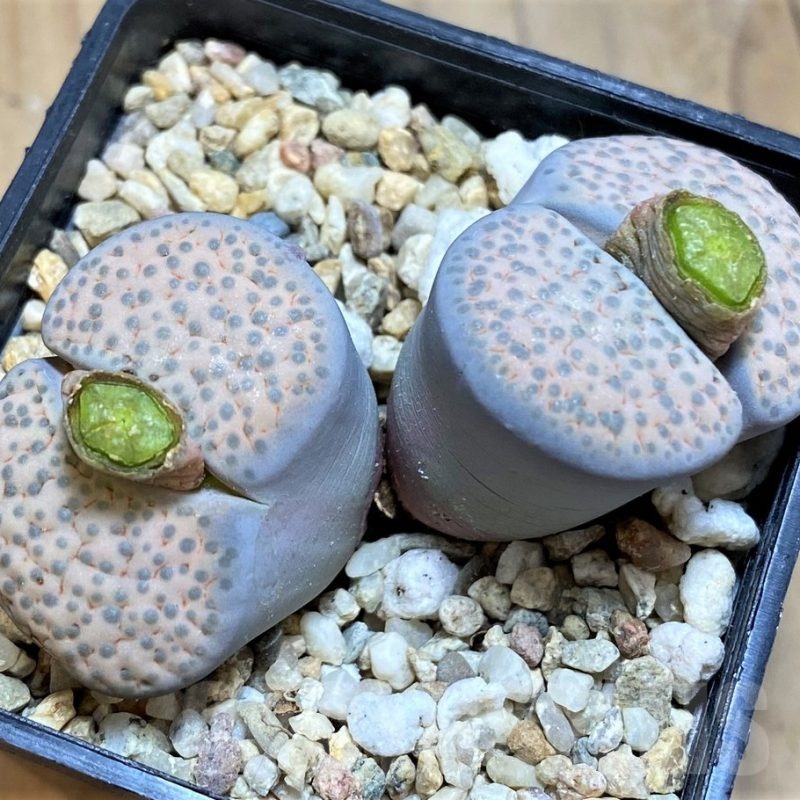 SH18625 Lithops fulviceps v. lactinea
