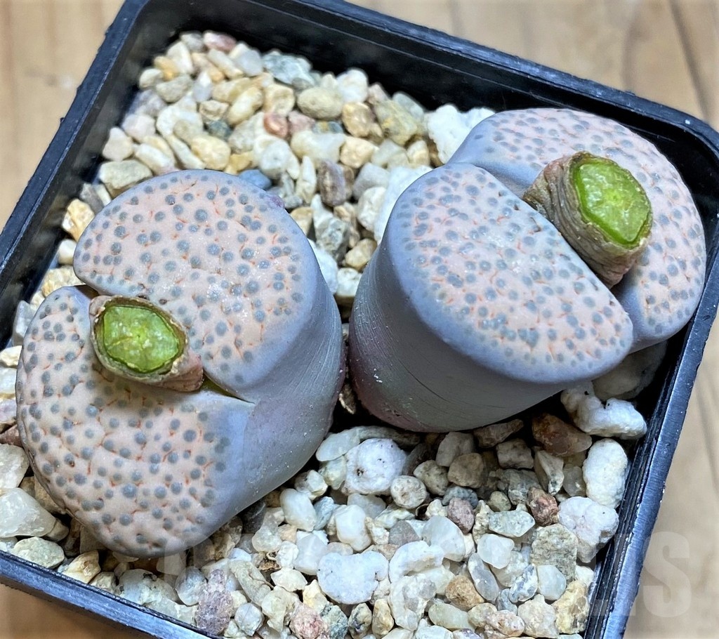 SH18625 Lithops fulviceps v. lactinea